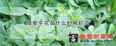 矮牵牛花苗什么时候打顶