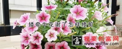 矮牵牛花谢了怎样修剪