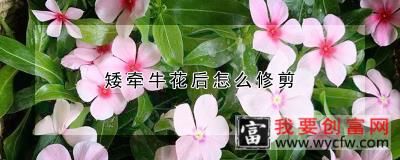 矮牵牛花后怎么修剪