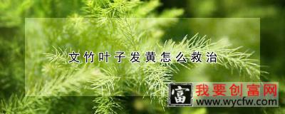 文竹叶子发黄怎么救治