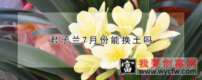 君子兰7月份能换土吗