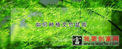 如何种植文竹盆栽