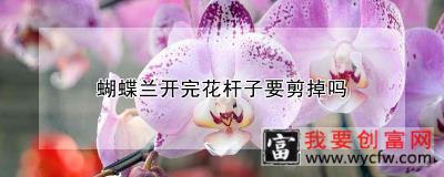 蝴蝶兰开完花杆子要剪掉吗