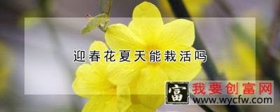 迎春花夏天能栽活吗