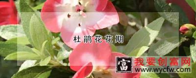 杜鹃花花期