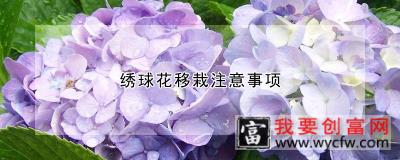 绣球花移栽注意事项