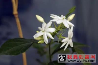 茉莉的风水 家里种茉莉的风水