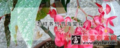 怎样养竹节海棠花