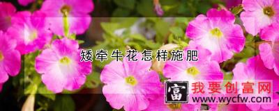 矮牵牛花怎样施肥