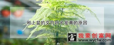 刚上盆的文竹叶子发黄的原因