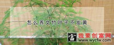 怎么养文竹叶子不发黄