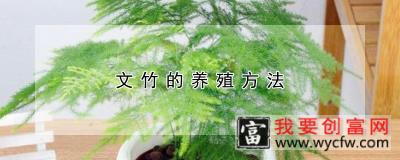 文竹的养殖方法