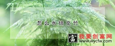 怎么水培文竹