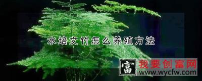 水培文竹怎么养殖方法