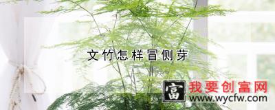 文竹怎样冒侧芽