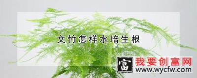 文竹怎样水培生根