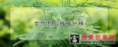 文竹怎么移植分株