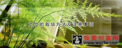 文竹的栽培方法及注意事项