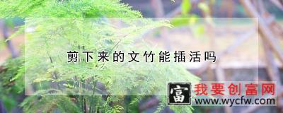 剪下来的文竹能插活吗