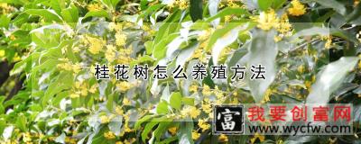 桂花树怎么养殖方法