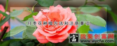 月季花<a href=https://www.wycfw.com/e/tags/?tagid=232 target=_blank class=infotextkey>种植方法</a>和注意事项