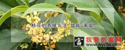 桂花的养殖方法 盆栽 家庭