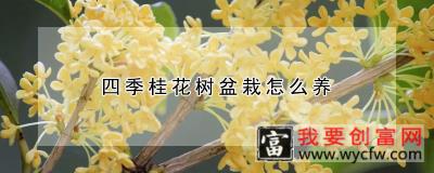 四季桂花树盆栽怎么养