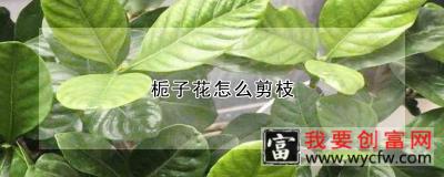 栀子花怎么剪枝