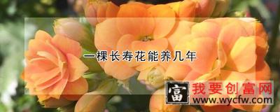 一棵长寿花能养几年