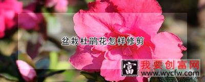 盆栽杜鹃花怎样修剪