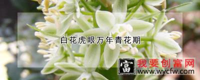 白花虎眼万年青花期