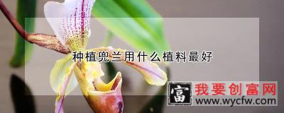 种植兜兰用什么植料最好