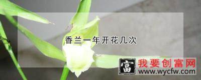 香兰一年开花几次