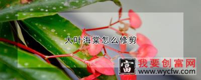 大叶海棠怎么修剪