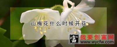 山梅花什么时候开花