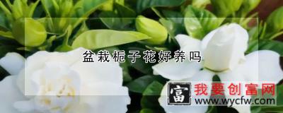 盆栽栀子花好养吗