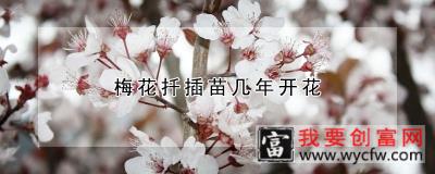 梅花扦插苗几年开花