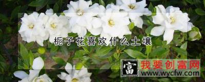 栀子花喜欢什么土壤