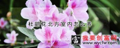 杜鹃花北方室内怎么养