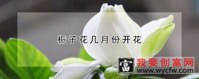 栀子花几月份开花