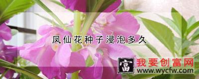 凤仙花种子浸泡多久