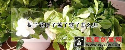 栀子花叶子蔫了软了怎么办