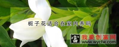 栀子花适合在室内养吗