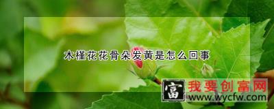 木槿花花骨朵发黄是怎么回事