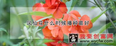 凤仙花什么时候播种最好