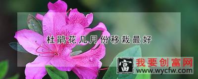 杜鹃花几月份移栽最好