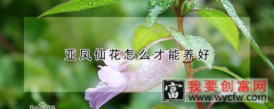 亚凤仙花怎么才能养好