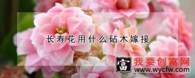 长寿花用什么砧木嫁接