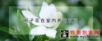 栀子花在室内养可以吗