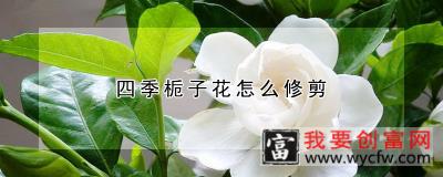 四季栀子花怎么修剪